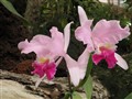 Orkide.1.JPG