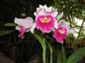 Orkide.2.JPG
