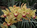 Orkide.3.JPG